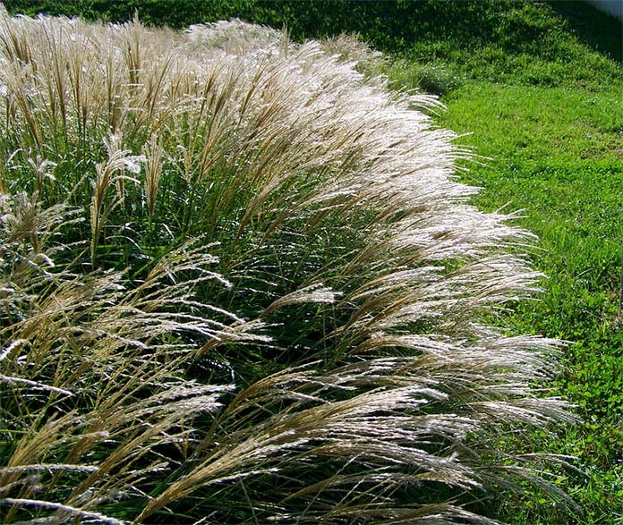 trawy ozdobne