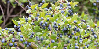 Borówka amerykańska – załóż własną plantację!