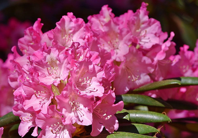 Rododendrony - wszystko co musisz wiedzieć
