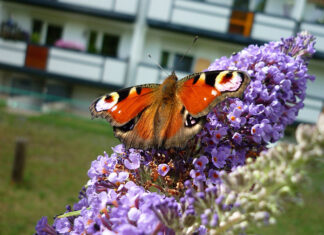 Jak znaleźć wymarzone mieszkanie w Krakowie? Jak znaleźć wymarzone mieszkanie w Krakowie