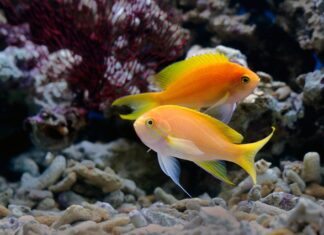 akwarium morskie z koralowcami