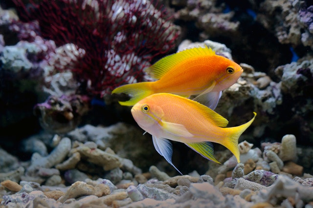 akwarium morskie z koralowcami