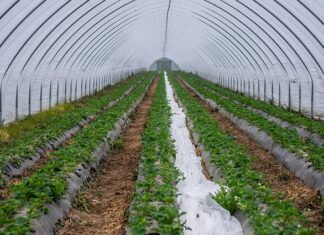 Ile wody zużywa linia kroplująca