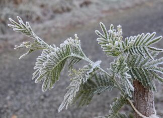 Kiedy najlepiej sadzić jodłę?