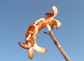 Czy można zrobić grilla na osiedlu?