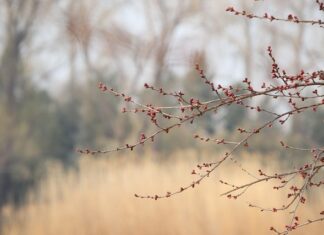 Czy z pestki brzoskwini wyrośnie drzewo?
