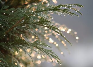 Co lepsze tuja szmaragd czy Brabant?