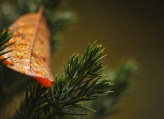 Jakich roślin nie lubią tuje?