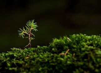 Jak wyhodować drzewko cytrynowe z pestki?
