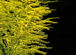 Kiedy lepiej sadzić drzewa wiosną czy jesienią?