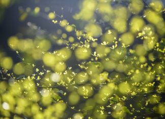 Jak przyspieszyć kiełkowanie nasion?