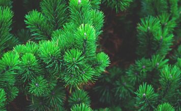 Z jakiej choinki nie opadają igły?
