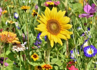 Jak zrobić fajny kwietnik? Jak zrobić fajny kwietnik?