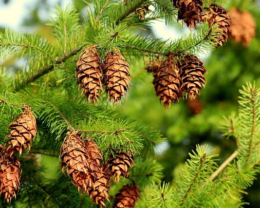 Czy daglezja zrzuca igły?