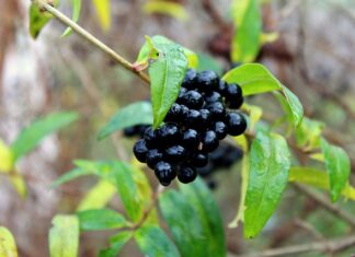 Czy ligustr traci liście na zimę?