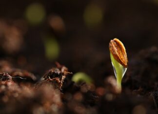Jak długo kiełkują nasiona sosny? Jak długo kiełkują nasiona sosny?