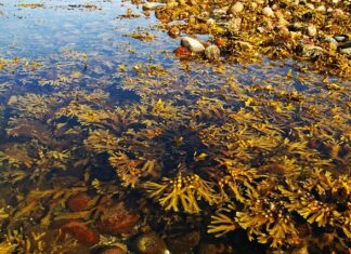 Czy można się kąpać w basenie z glonami?