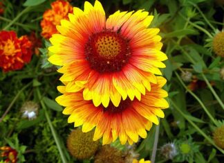 Co na niskie obwódki?