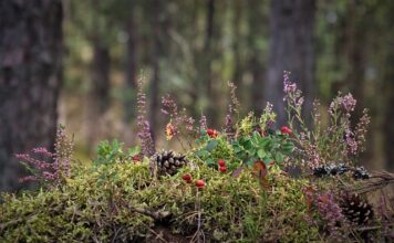 Z czym można łączyć wrzosy w doniczce?