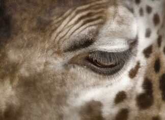 Jak usunąć plamy z deski barlineckiej?