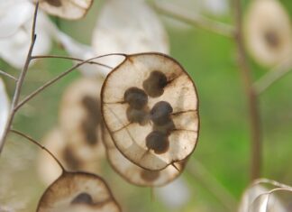 Jak rozmnażać krzewy iglaste?