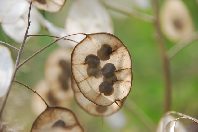 Jak rozmnażać krzewy iglaste? Jak rozmnażać krzewy iglaste?