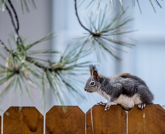 Ile kosztuje wykonanie ogrodzenia z siatki?