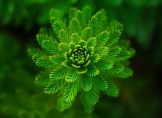 Jak wyprostować rośliny?