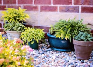 Czy w doniczkach balkonowych muszą być dziury?