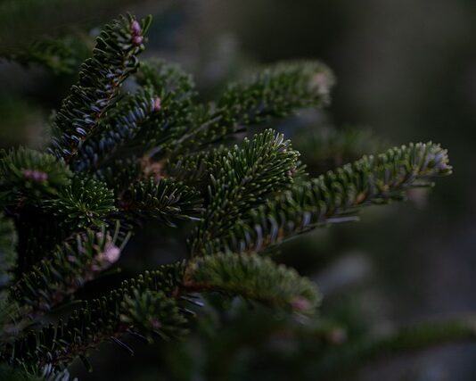 Czy Daglezja należy do drzew iglastych?