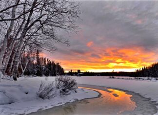 Ile kosztuje metr przestrzenny brzozy? Ile kosztuje metr przestrzenny brzozy?