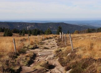 Jak ustawić gazony w ogrodzie? Jak ustawić gazony w ogrodzie?