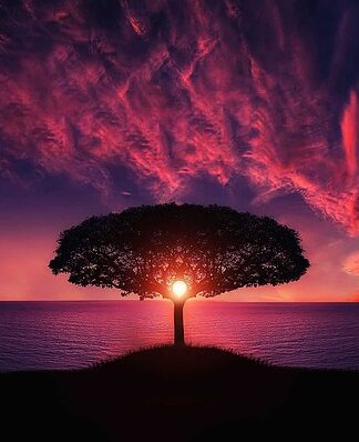 Czy z nasion szyszki wyrośnie drzewo?