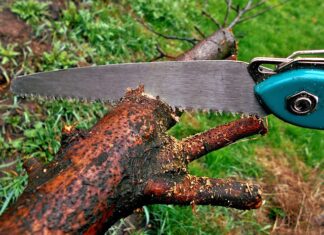 Jakie drzewka ozdobne posadzić w ogrodzie?