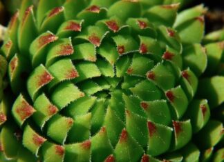 Jak przymocować roślinę do palika?