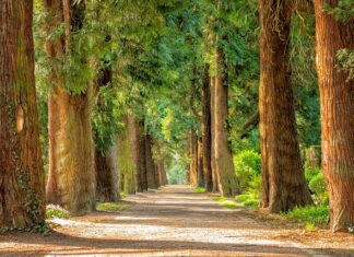 Jakich drzew nie sadzić w ogrodzie? Jakich drzew nie sadzić w ogrodzie?