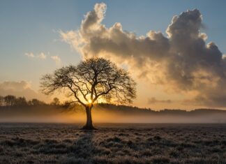 Dlaczego dąb usycha?