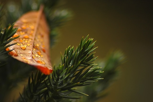 Dlaczego nie tuje? Dlaczego nie tuje?