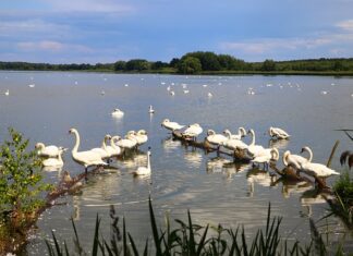 Czy można zabrać powalone drzewo z lasu? Czy można zabrać powalone drzewo z lasu?