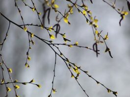 Czy brzoza traci liście na zimę?