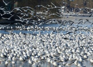 Kto może być właścicielem działki ROD? Kto może być właścicielem działki ROD?