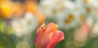 Co powinno znaleźć się w ogrodzie?