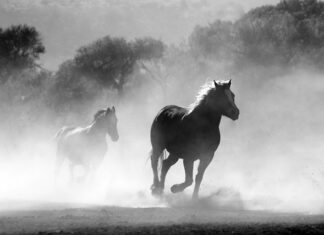 Czy można palić grilla nad rzeką?