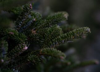 Jak szybko rośnie daglezja? Jak szybko rośnie daglezja?