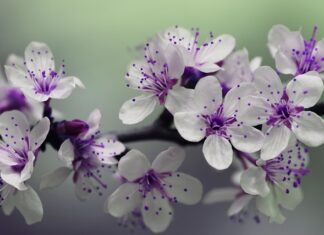 Co ile daje się słupki do siatki?