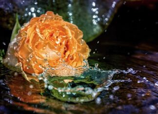 Jak długo moczyć kamień wodny?