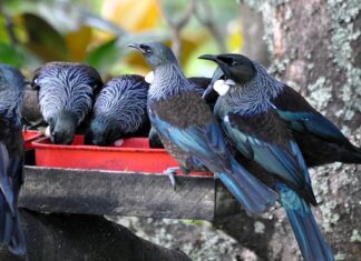 Co zamiast tui przy płocie?