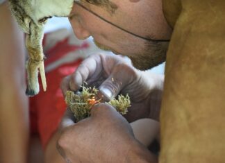 Jak rozpalić brykiet?