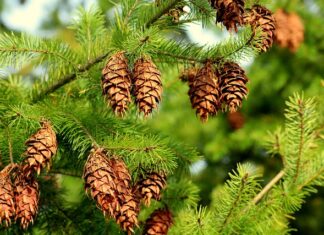 Jakie iglaki przy ogrodzeniu?