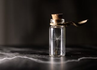 Ile kosztuje sadzonka dąb?